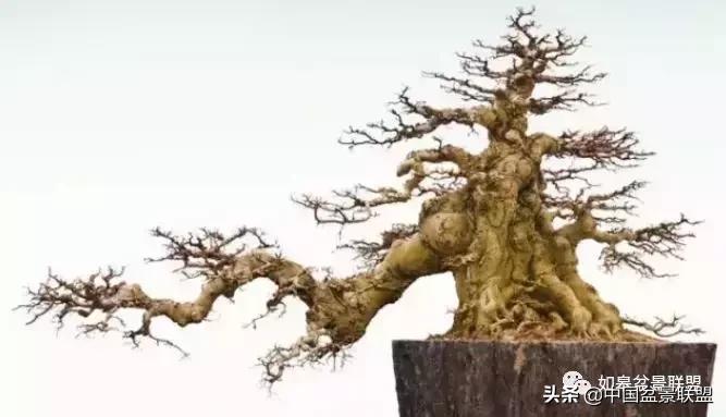 老枝条能做飘枝吗,飘枝技巧