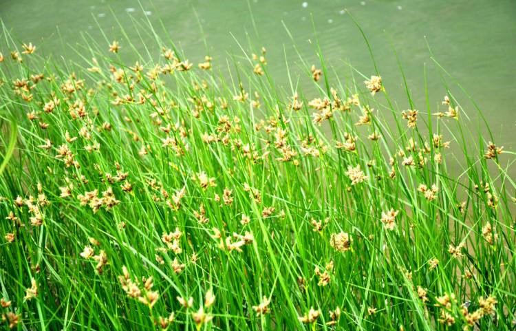 笠翁对韵国学经典21页,笠翁对韵经典篇章赏读