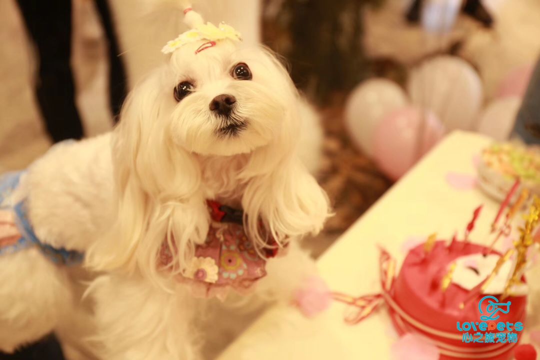 开宠物店成都哪里最好卖,成都最大宠物连锁店