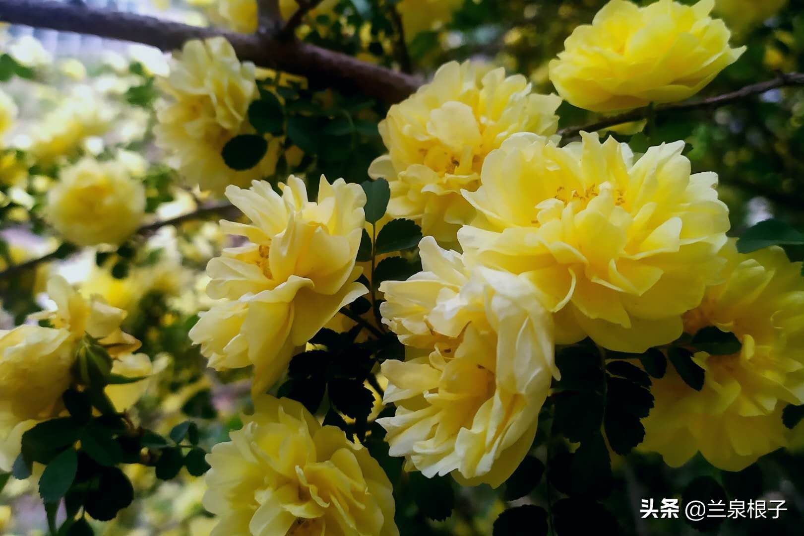 最美黄玫瑰,歌曲黄玫瑰你最美