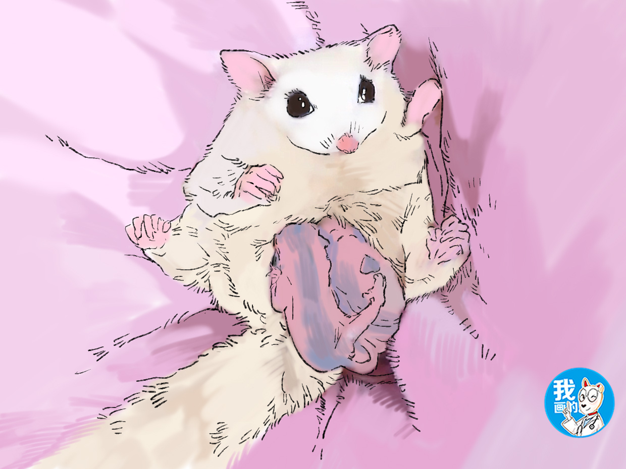 女子看朋友养的蜜袋鼯，却发现肚子鼓鼓的，掏开一瞧赶紧缩回手