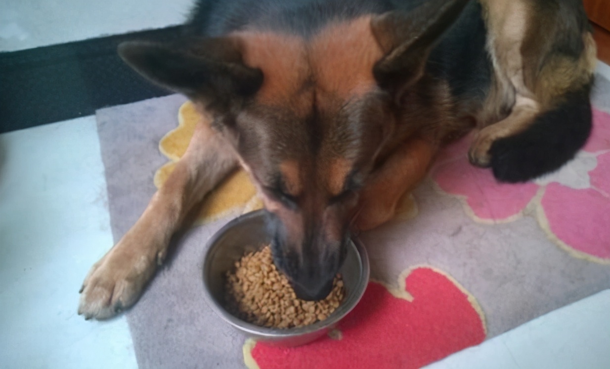 德国牧羊犬犬种介绍,德国牧羊犬是不是危险犬种