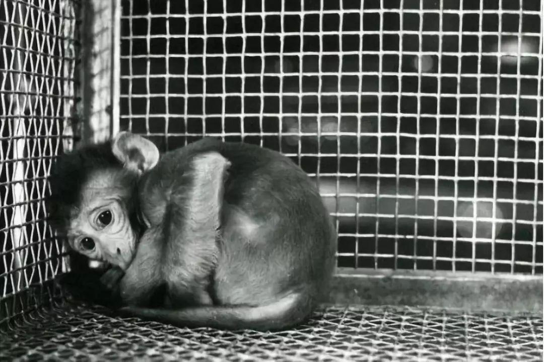 有奶就是娘，想知道宝宝是离不开奶还是娘？看完这个实验就明白了