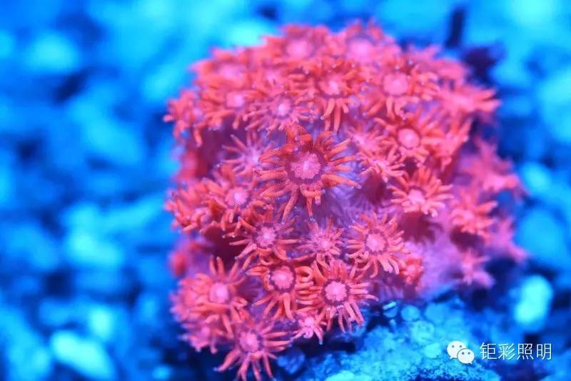 KELO钜彩照明--AO100S水族灯