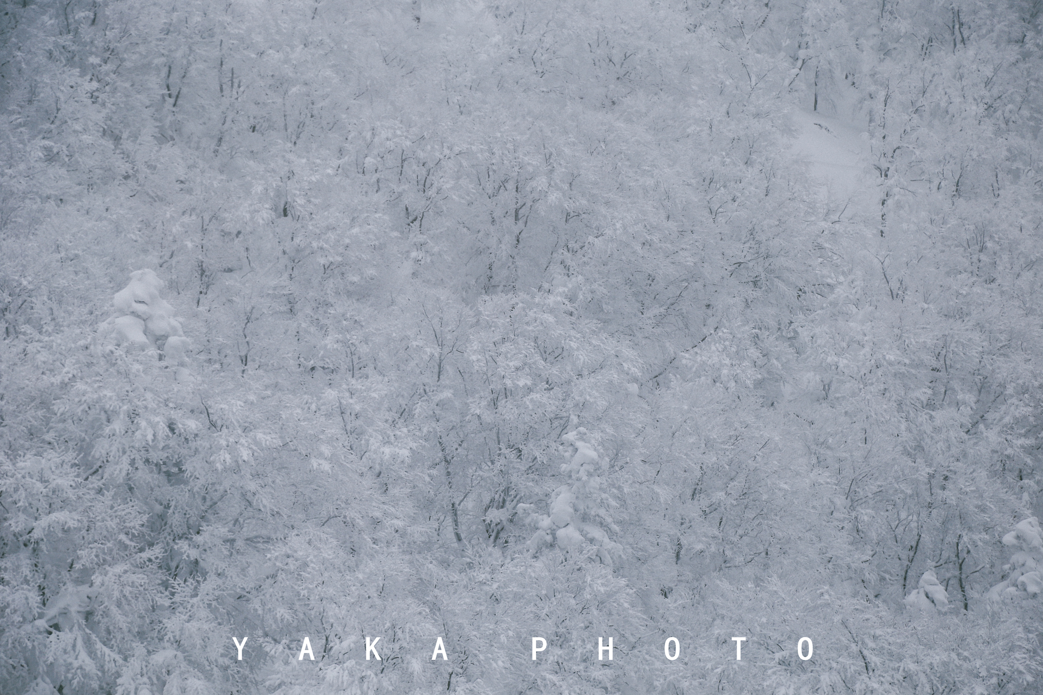 日本青森睡魔祭举办时间,日本的青森值得去么