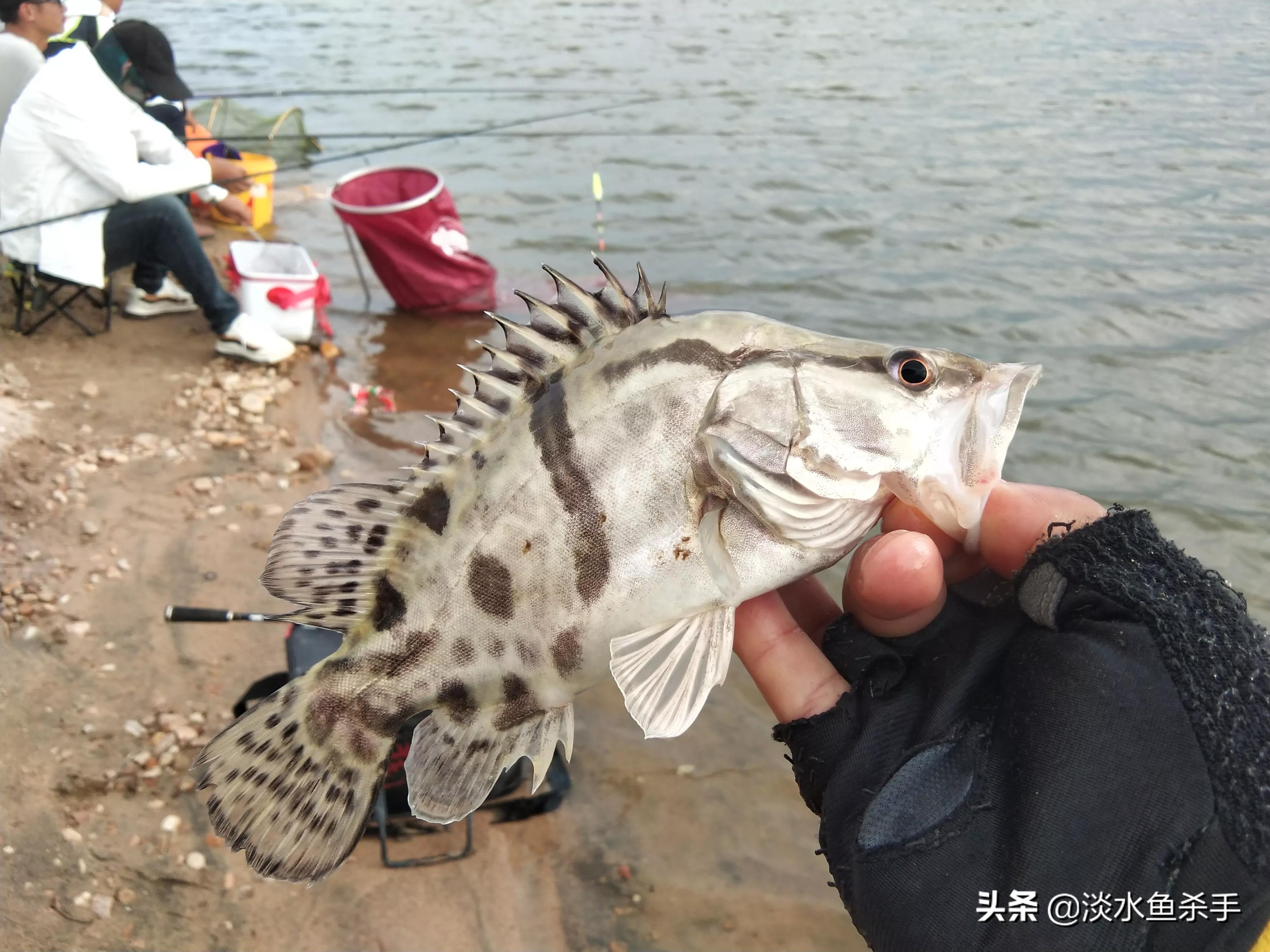 泥鳅党有什么危害,泥鳅党怎么处理