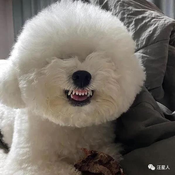 比熊有多萌,主人见到小点可爱比熊犬就想咬牙