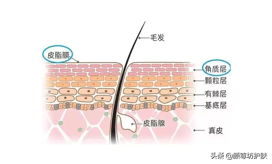 颜尊坊古方调肤养肤,颜尊坊祛斑
