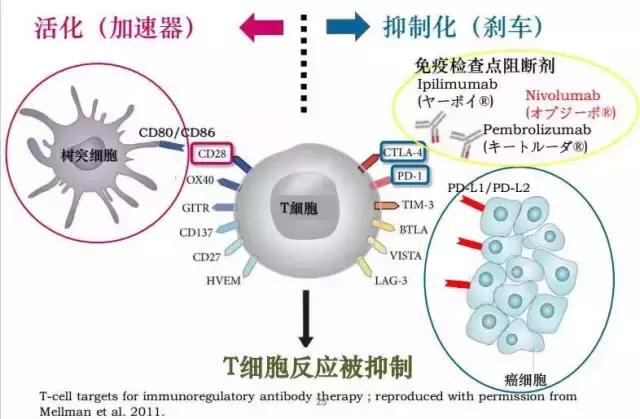pd-1机制图,pd-1免疫治疗大白话讲解