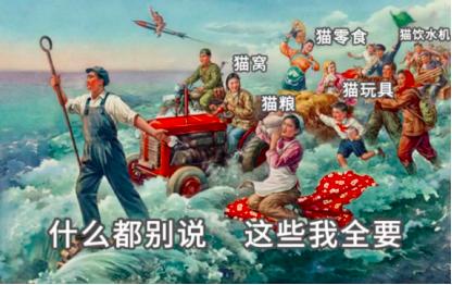 祺鑫养猫实录,穷人养猫实录