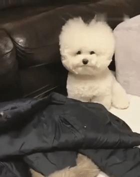 比熊这朵棉花糖，圆圆白白胖胖，是我的初恋情狗没错了