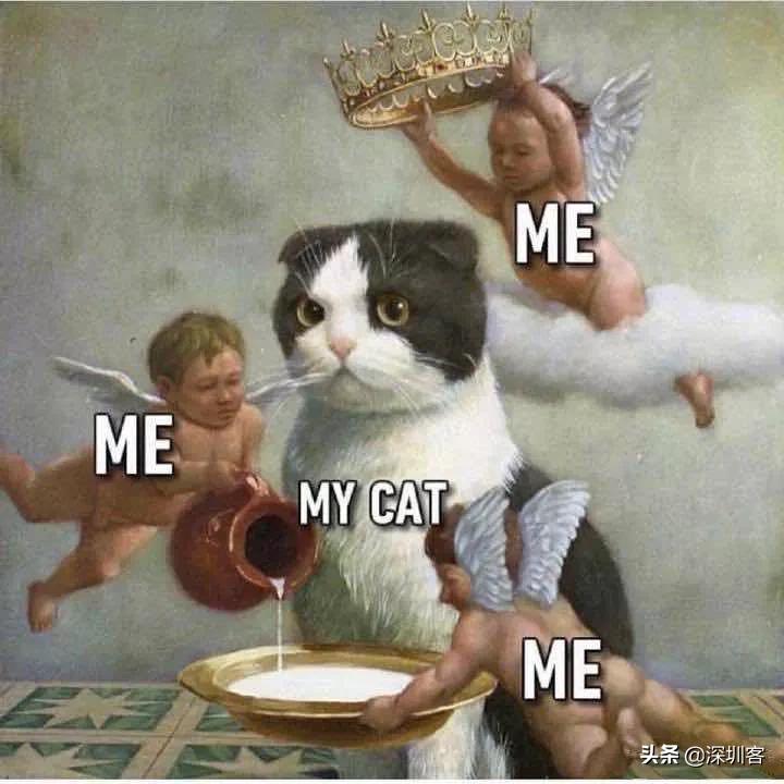 深圳猫市,深圳猫