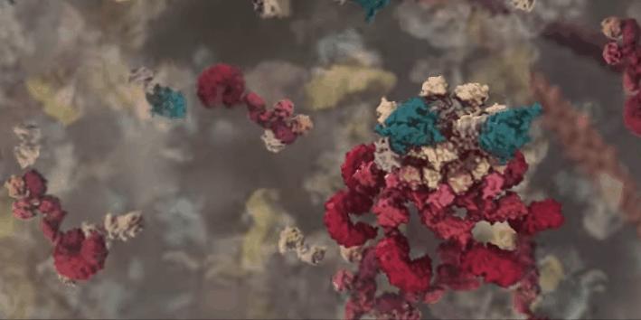 胰岛素是如何导致糖尿病的,胰岛素增多为什么会导致糖尿病