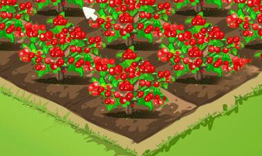 在农村靠种菜发家致富有多难,农村种菜一年赚8万