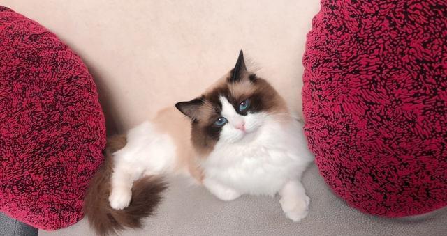 养的网红布偶猫,网红布偶猫和狗