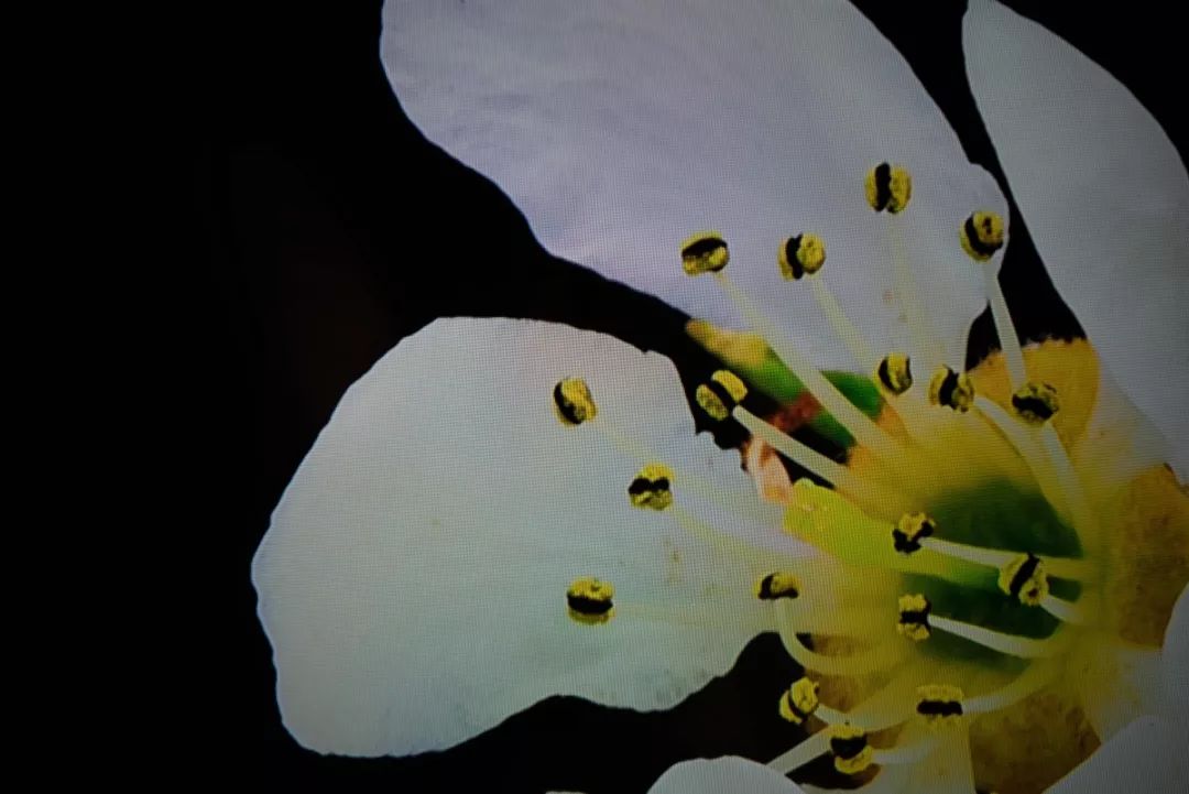 tclimax98支持杜比视界吗 (tcl的t8g系列imax enhanced认证)