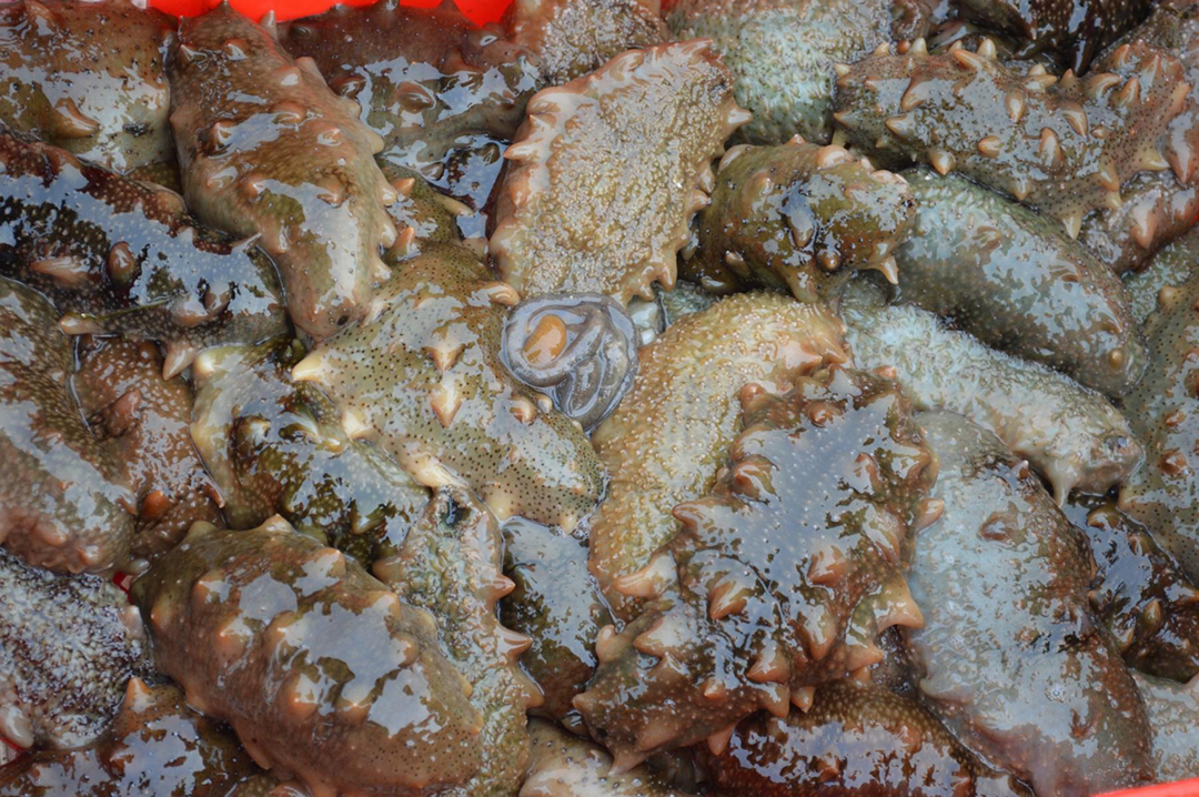 海参泡发后一直在水里泡着吗,为什么海参泡出来没有刺