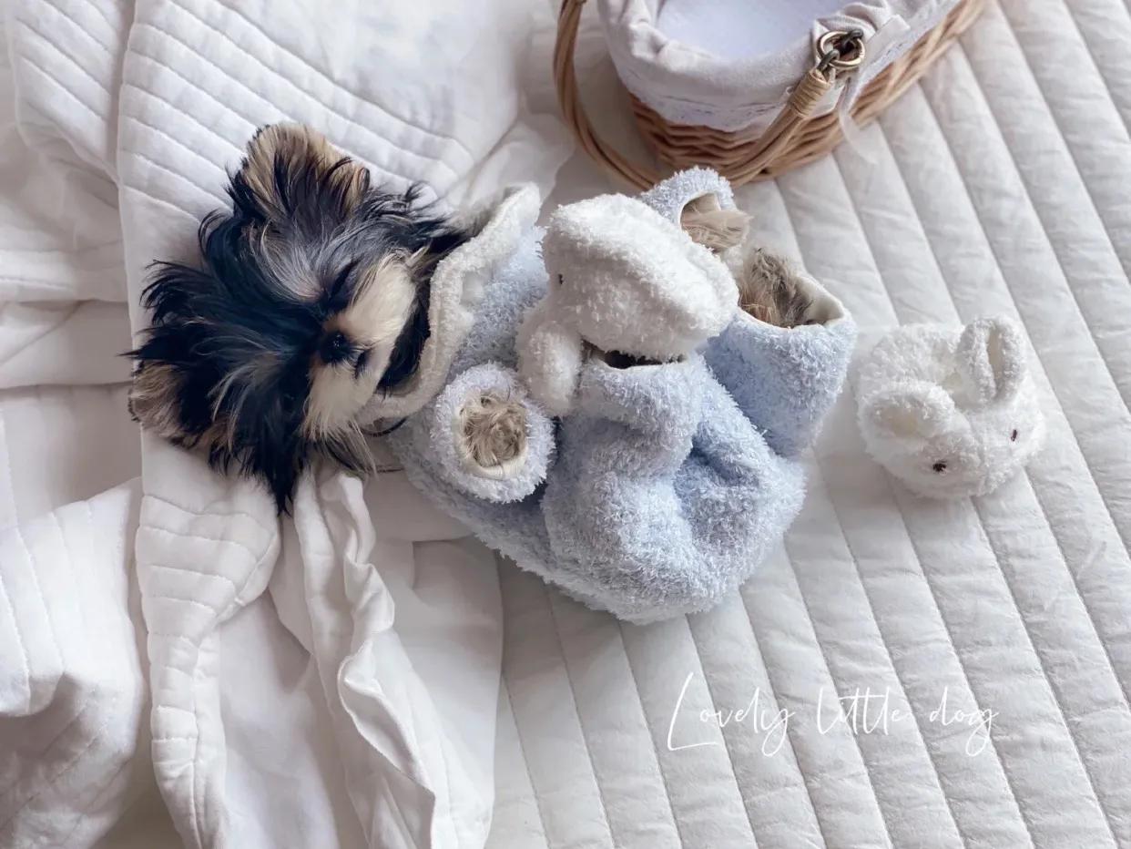 约克夏怎么养才能吃狗粮,铲屎官强哥约克夏有没有问题