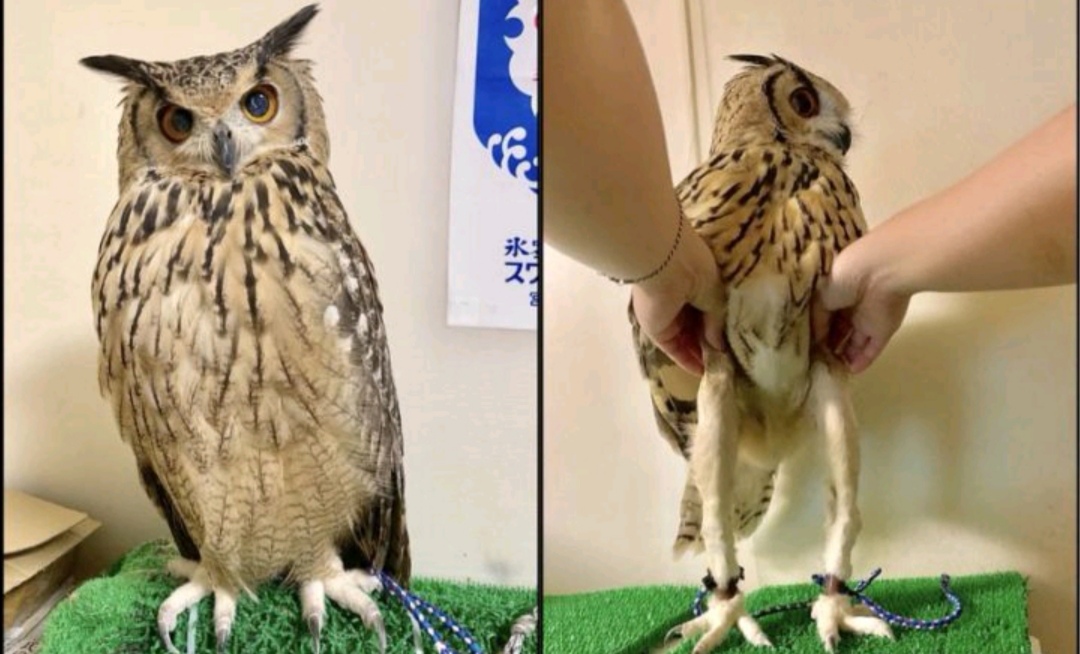 狮子和老虎谁厉害动物冷知识,动物冷知识合集