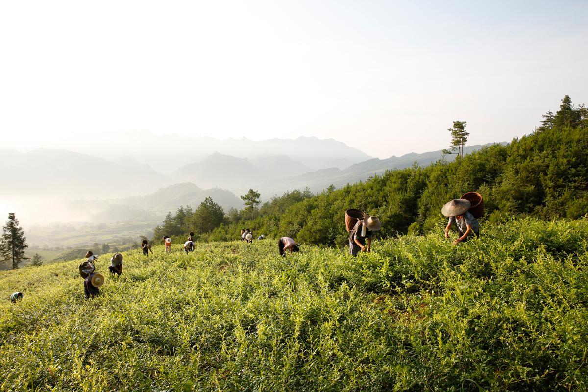 莓茶是什么植物,莓茶有什么功效