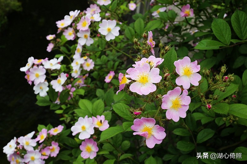 光圈焦距与景深虚化效果,焦平面和景深