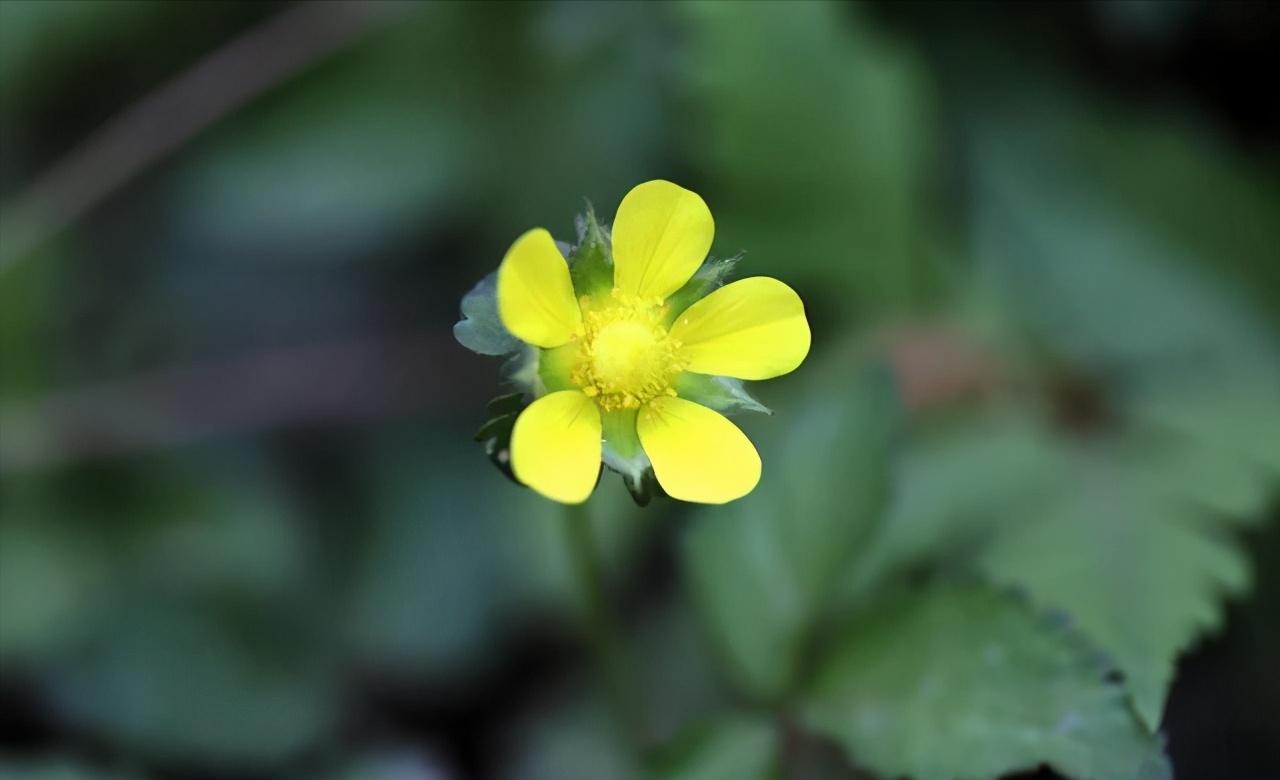 蛇莓几月熟,六月有蛇莓吗