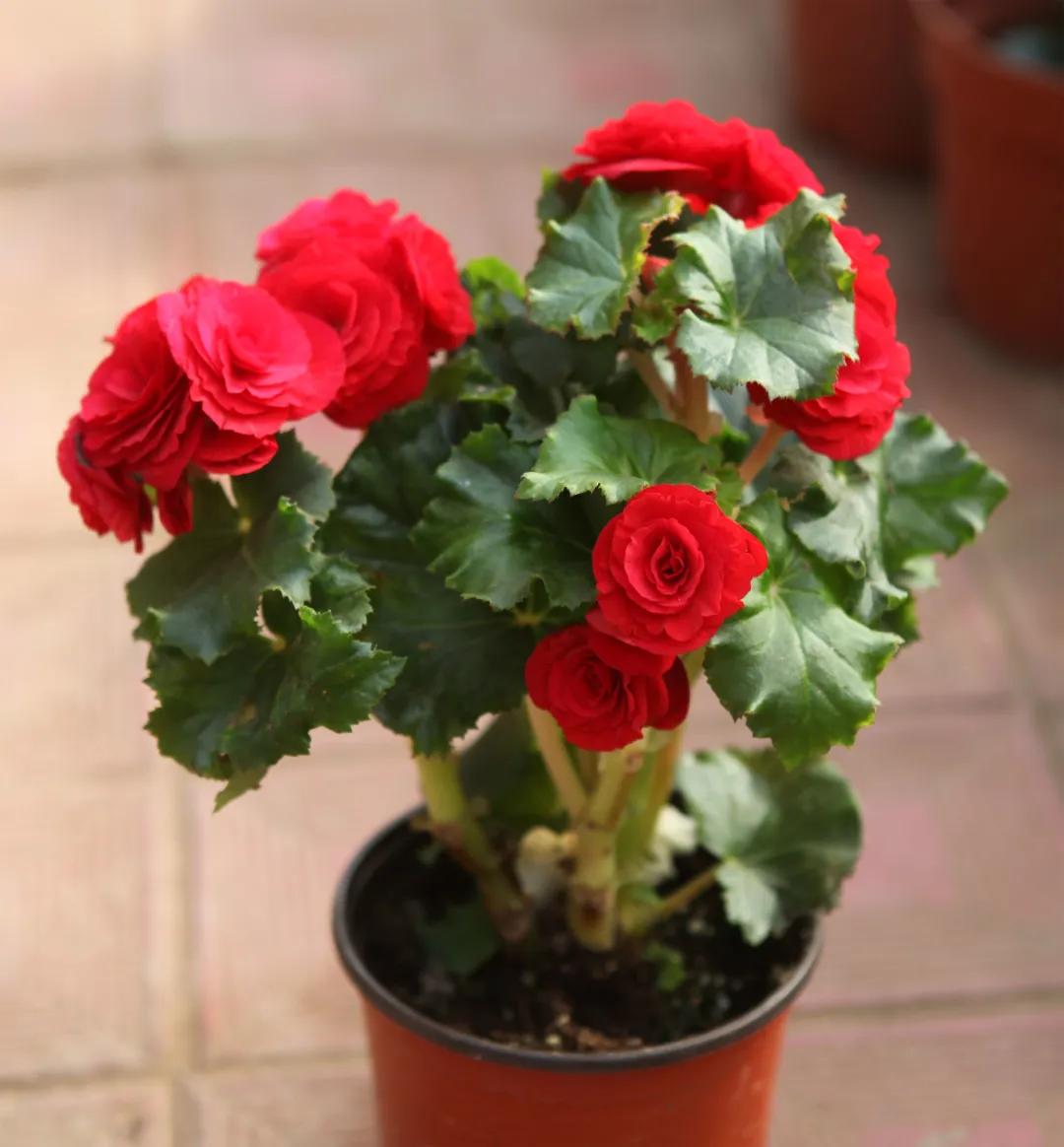 海棠花盆栽病虫害防治,海棠花常见病虫害的防治