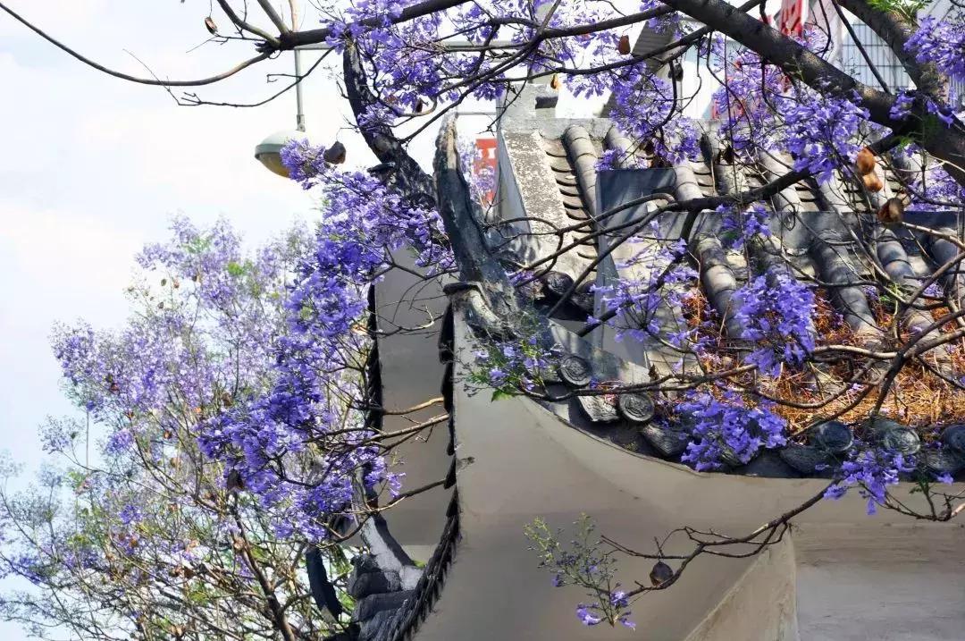 凉山州哪里可以赏花,西昌赏花攻略