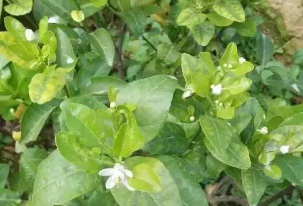 蚱蝉是什么东西,蚱蝉又叫什么名