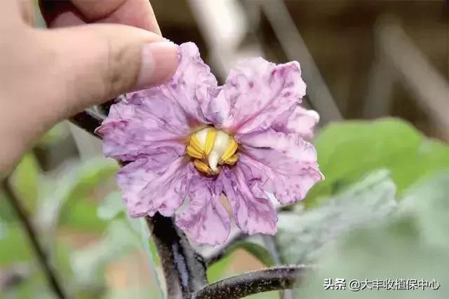 植物“癌症”病毒病高发，轻则减产，重则绝收！牢记10大防治要点