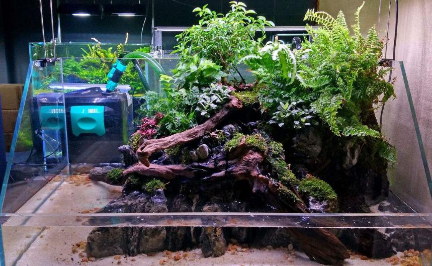 黄头侧颈龟能养在鱼缸吗,黄头侧颈龟深水鱼缸养