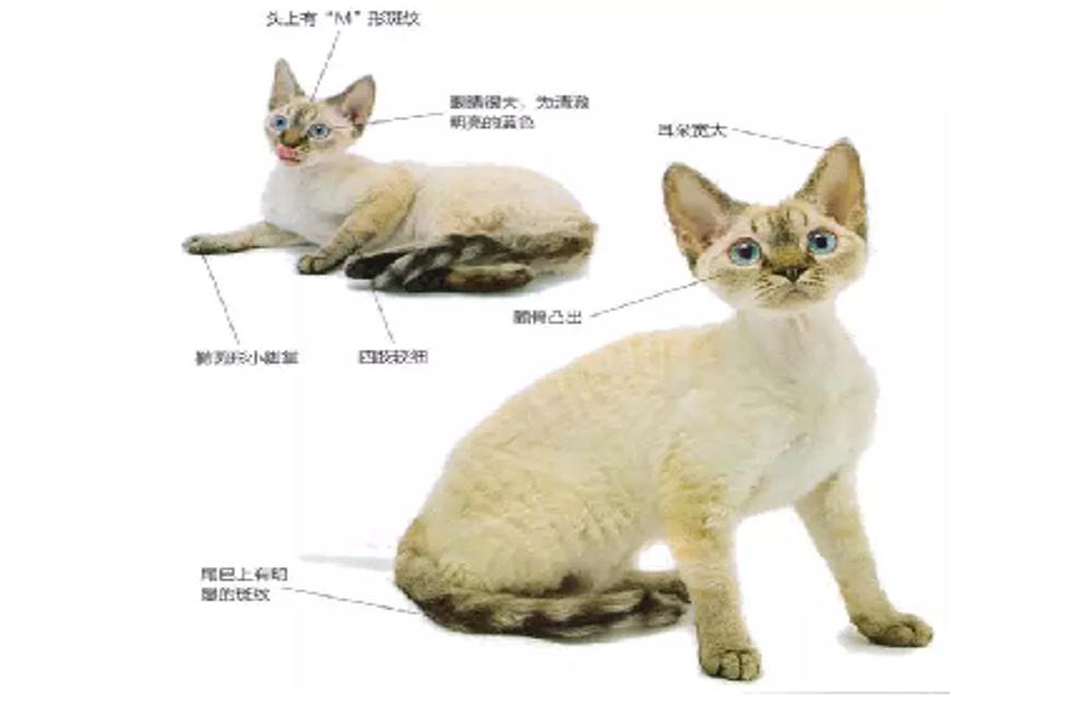 猫中边牧,德文卷毛猫头上有杂毛