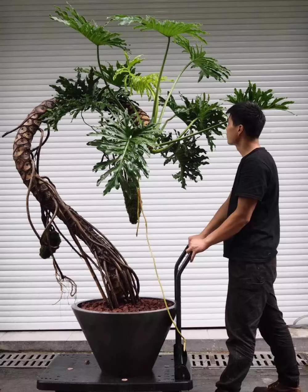 那盆嫩绿嫩绿的春羽，最终会蜕变成一条龙