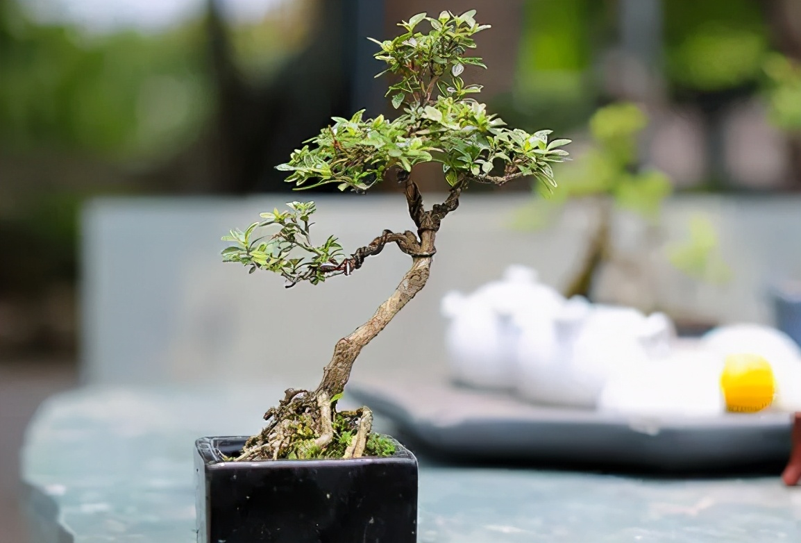 六月雪悬崖桩小盆景,最大的六月雪树桩盆景是什么