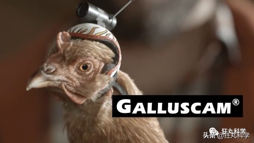 鸡头放摄像头视频,鸡头上装摄像机