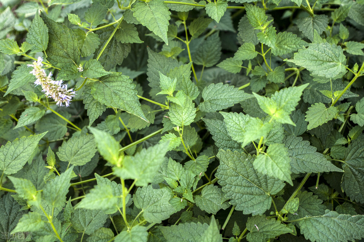 附子理中丸治疗腹泻严重,附子理中丸治腹泻吗