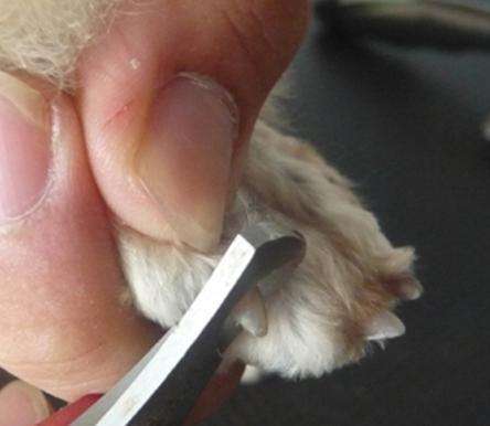 狗狗剪指甲需要剪血线吗,狗狗剪指甲剪到血线怎么办