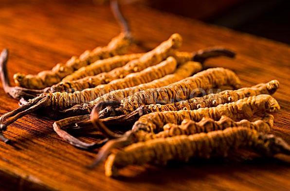 冬虫夏草被踢出了保健品名录,国家食药监局澄清冬虫夏草