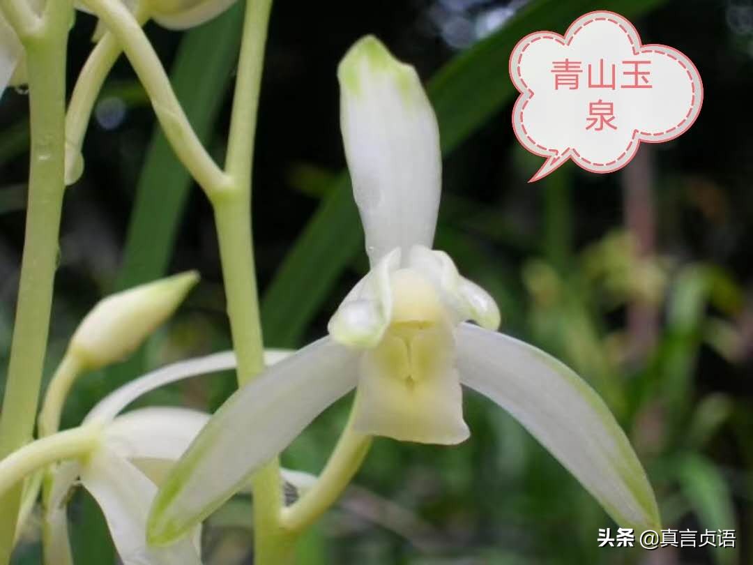 杨国文原创丨夏兰馨香漫