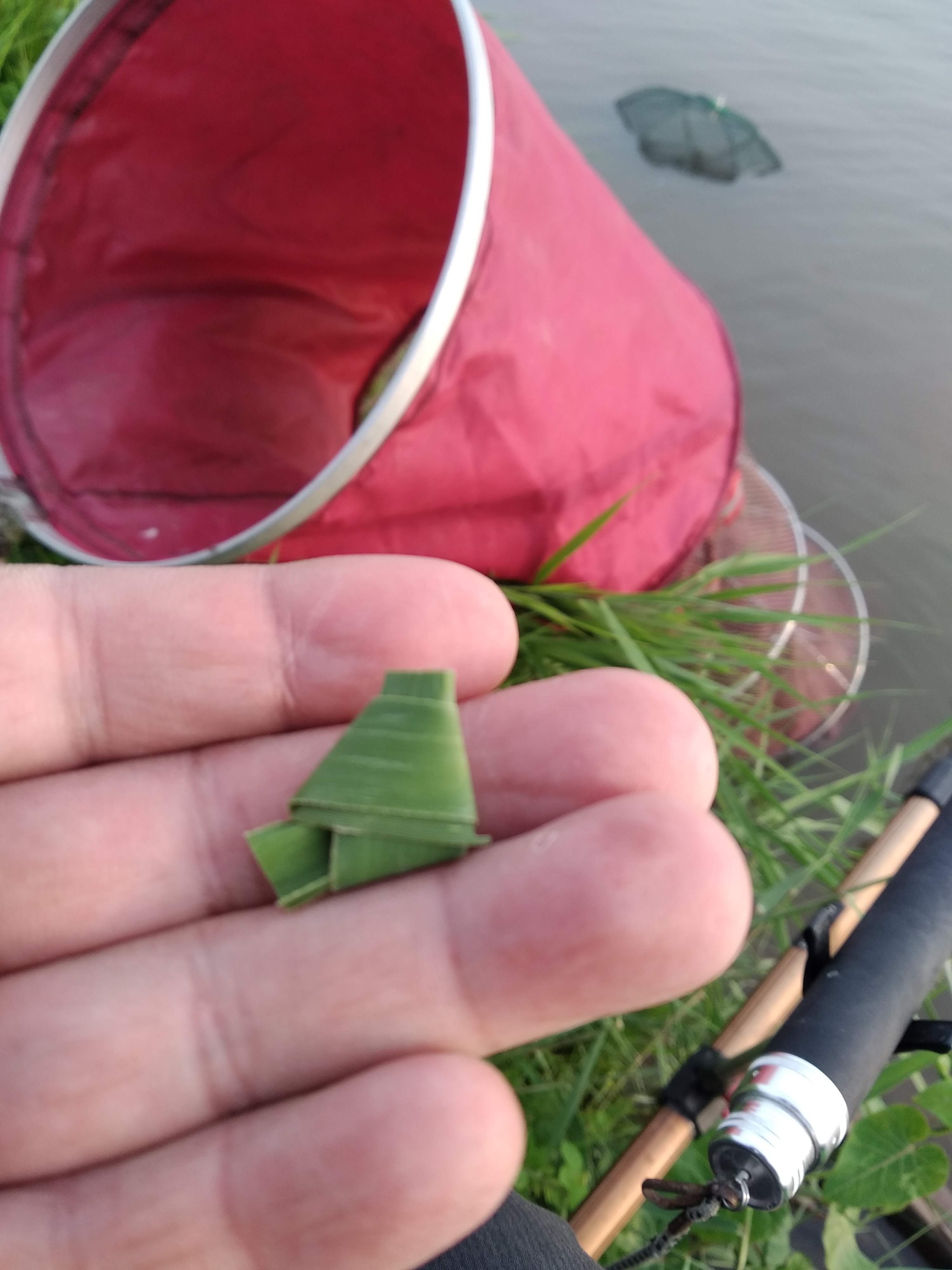 清明节期间可以用芦苇叶钓草鱼,用芦苇叶钓草鱼只咬叶子不咬钩