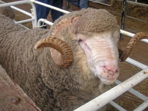 初游澳洲，从冬天飞往夏天——悉尼蓝山+墨尔本大洋路7天经典路线