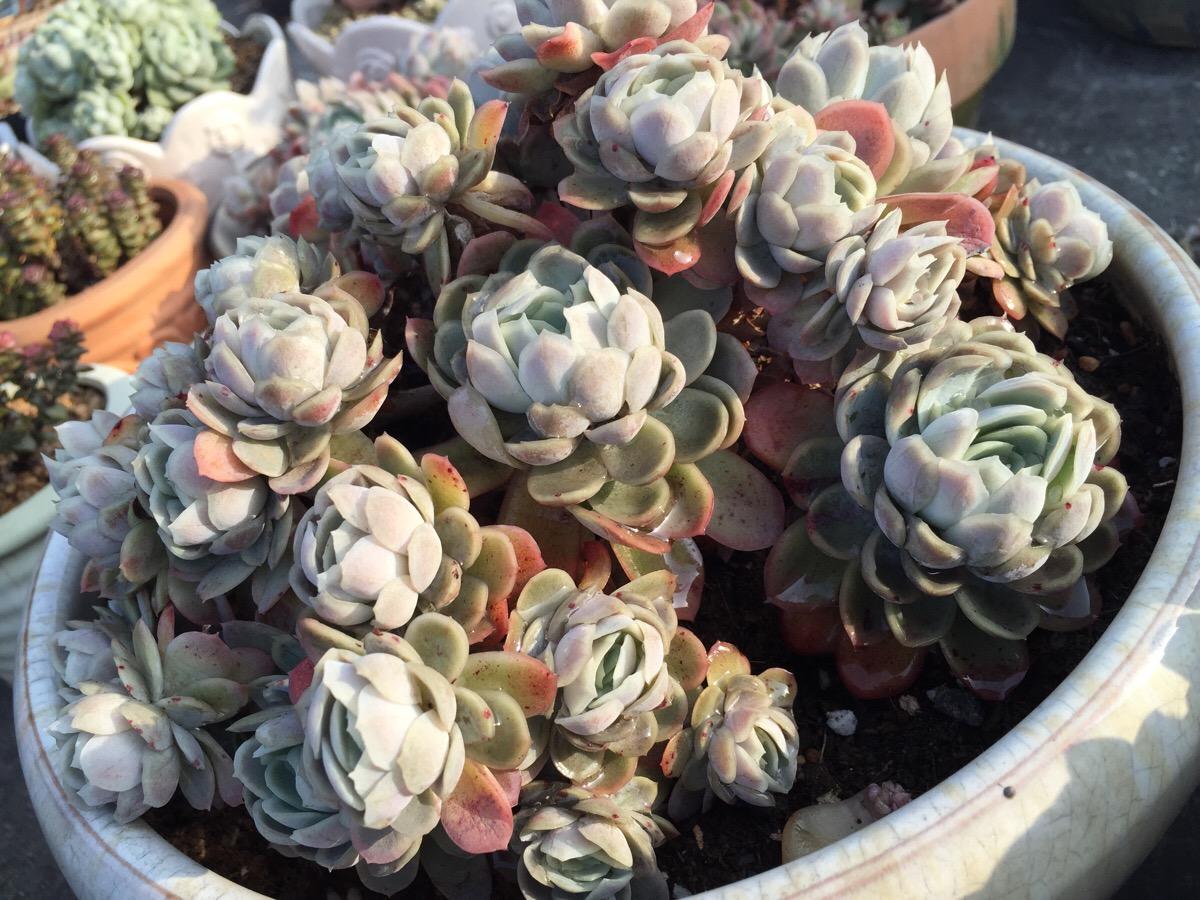 多肉颜值高,多肉植物颜值高的有哪些