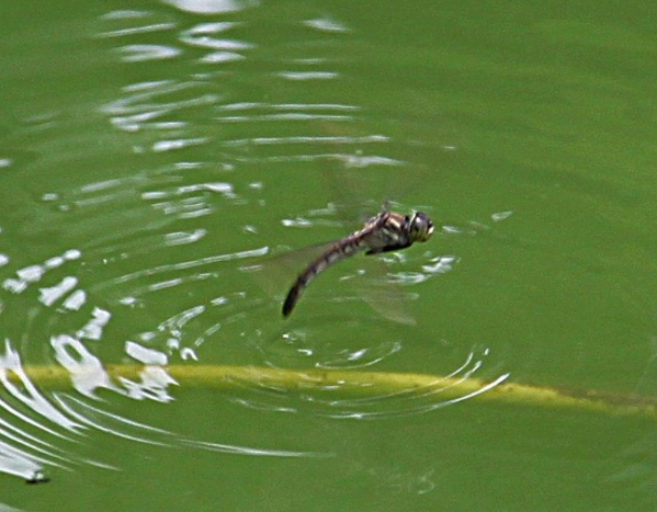 蜻蜓大批飞是什么征兆,蜻蜓在空中突然消失给人什么感觉