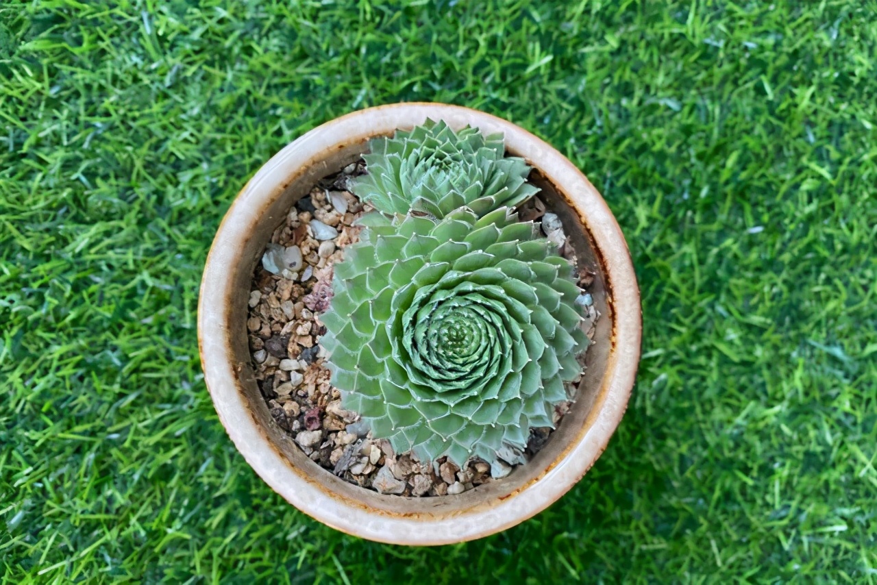 牡丹叶好看的品种,牡丹多肉植物大全