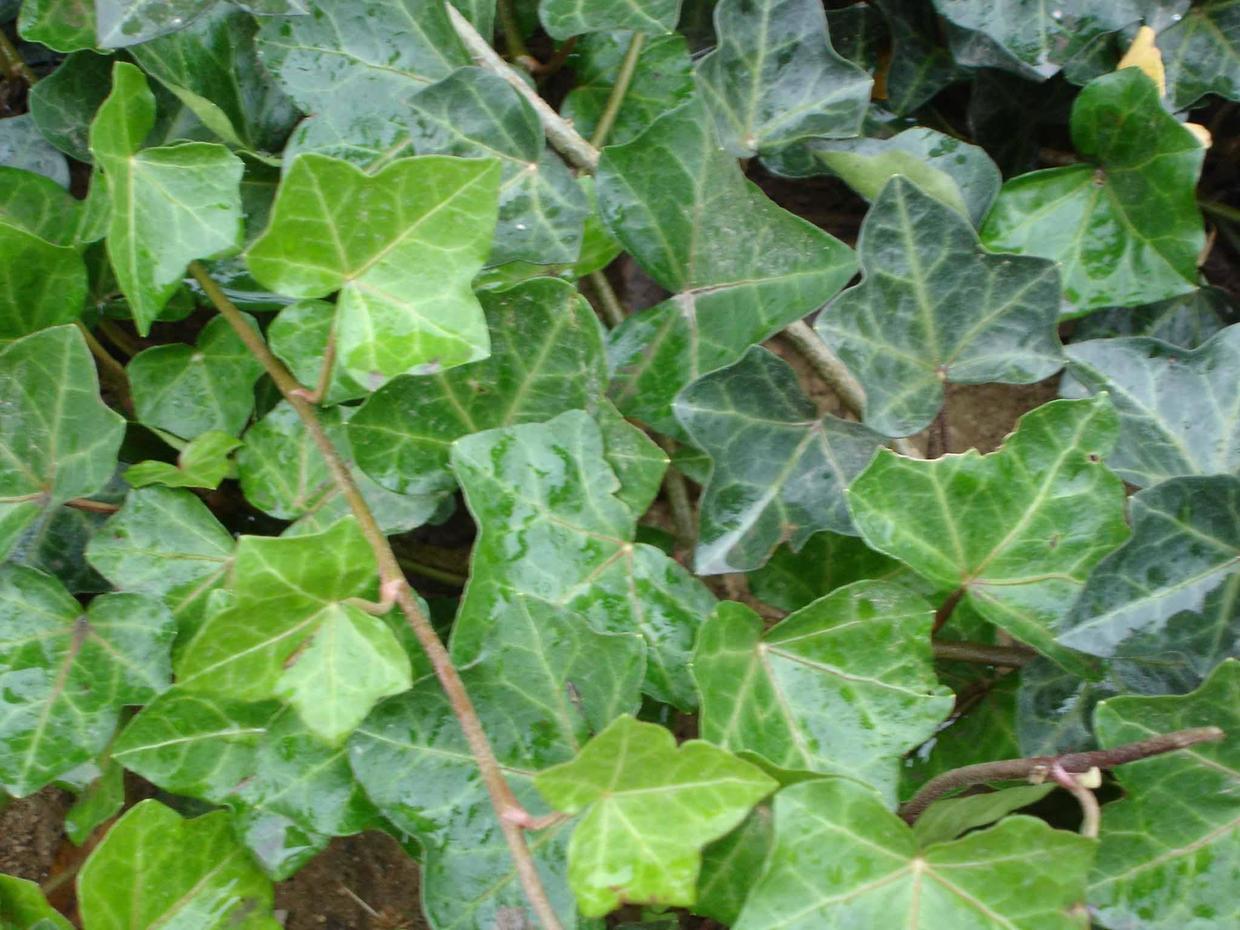 常春藤一年长多少厘米,常春藤多少天淋一次水