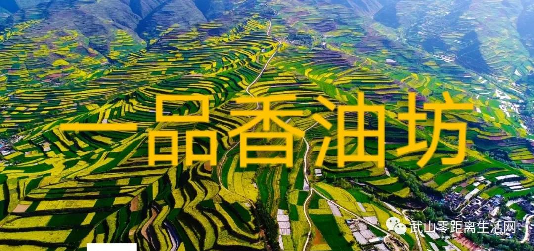 武山龙台油菜花节,湖口县武山油菜花节