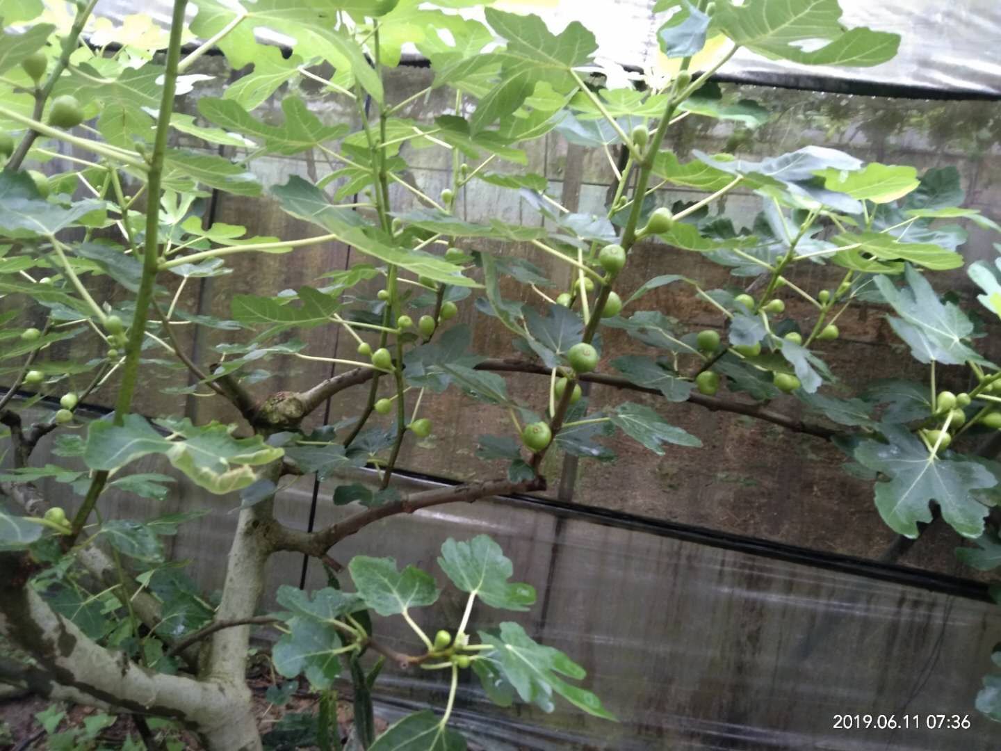 无花果的高产种植技术及管理要点,无花果怎样栽培才能获得高产