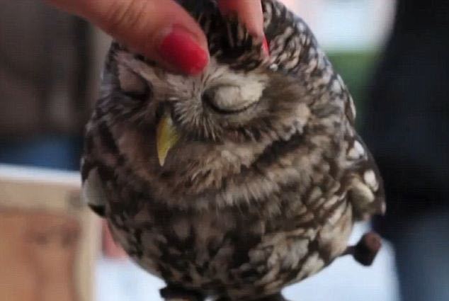 猫头鹰｜散发神秘与诡异，伟大的猎手，结果因为太萌了成了宠物