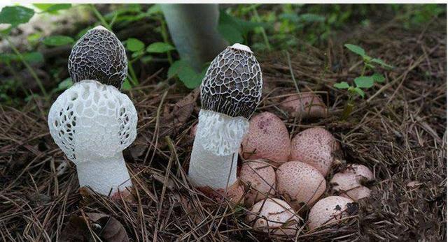 真菌是一类什么样的生物呢？真菌究竟是植物还是动物呢？