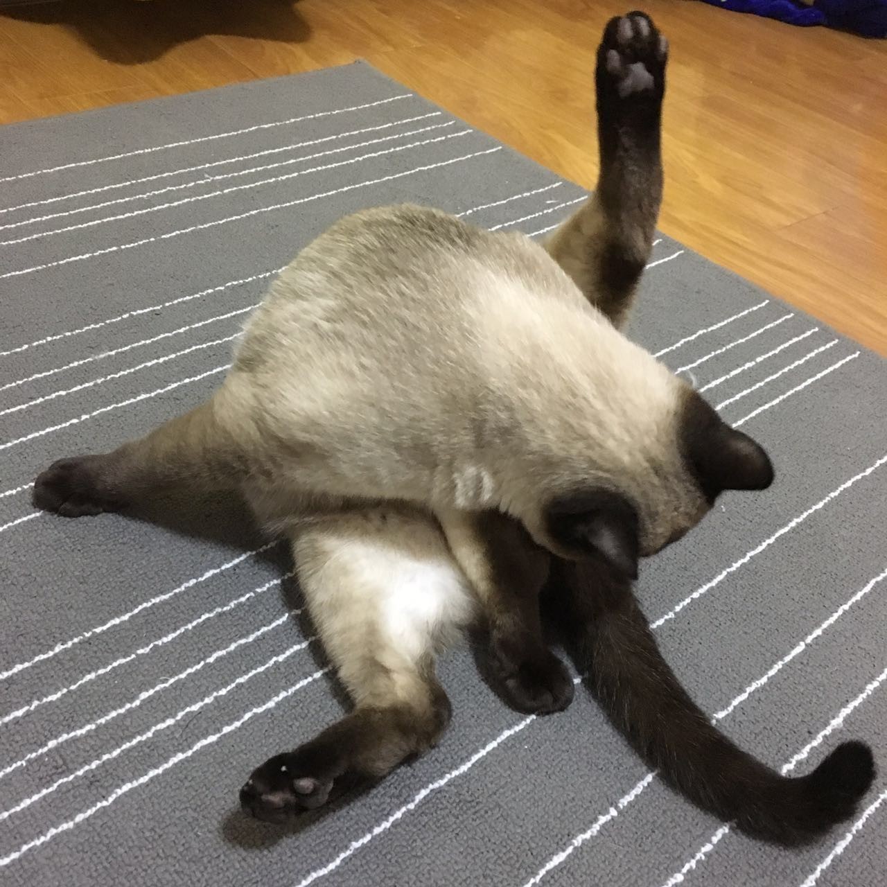 猫咪常见的一些疾病，掌握预防方法和一些简单的治疗